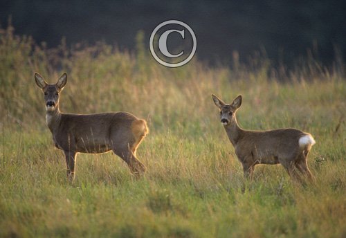 Roe Deer 2 DM0120